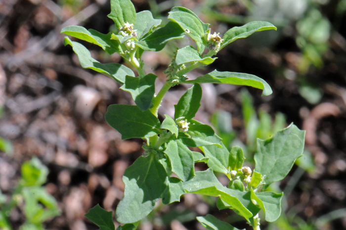 Mat Amaranth is common across North America. It is often considered a weed and has several other common names including Prostrate Amaranth, Matweed Amaranth, Matweed, Procumbent Pigweed, Prostrate Amaranth, Amaranthus blitoides